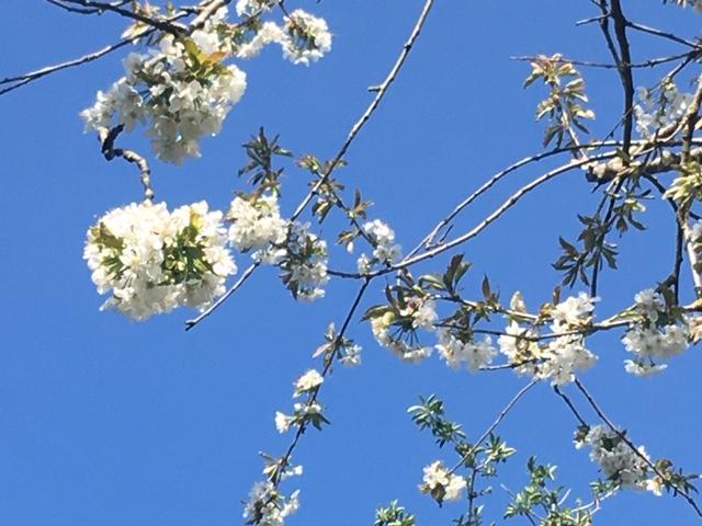 springblossom
